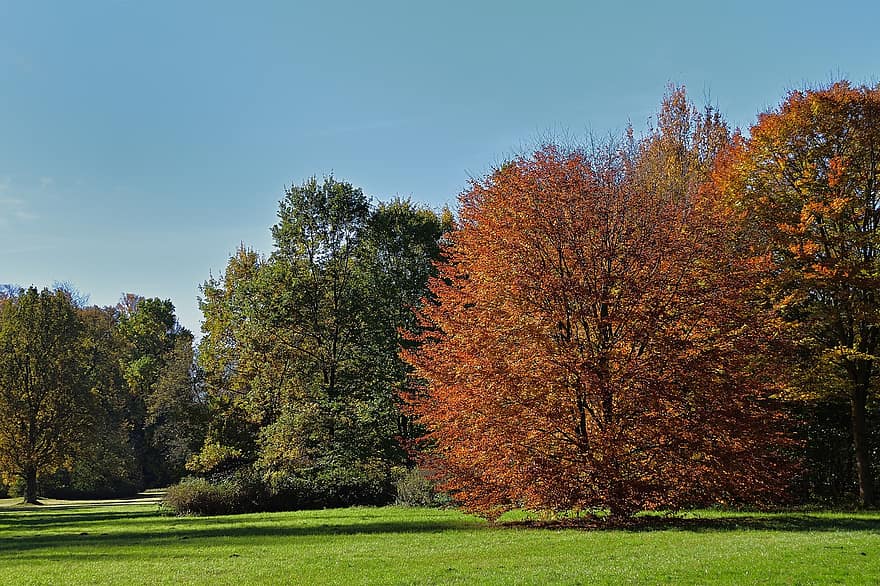 парк, падать, деревья, природа, осень, дерево, лес, время года, желтый, лист, сельская сцена