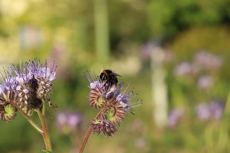 пчела, насекомое, цветы, животное, опыление, завод, сад, природа, весна, крупный план, опылять