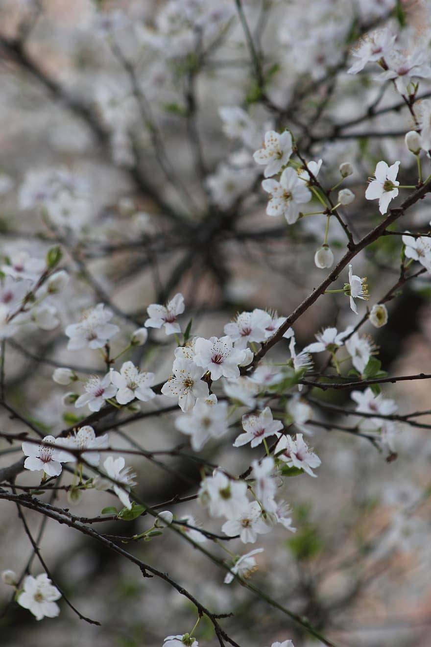 třešňové květy, bílé květy, jaro, Příroda, třešeň, větev, květ, detail, rostlina, sezóna, okvětní lístek