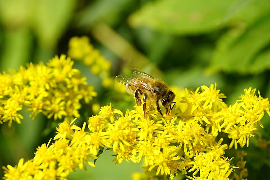 пчела, насекомое, опылять, опыление, цветы, крылатое насекомое, крылья, природа, перепончатокрылых, энтомология