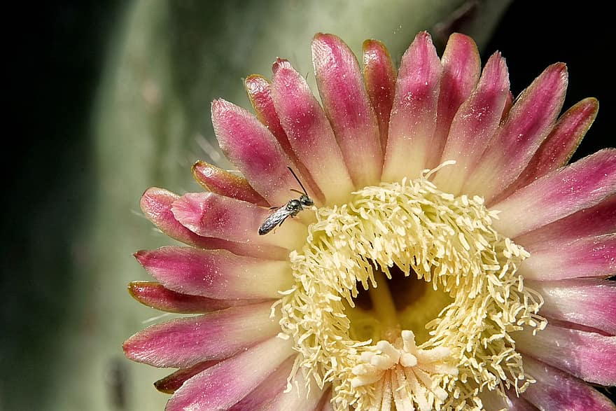 cactus, fiore, pianta, fiorire, fioritura, spine, succulento, spinoso, flora, natura, avvicinamento