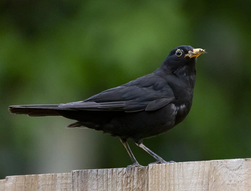 Blackbird, Bird, Animal, Male Uk Blackbird, Male Blackbird, Orange Beak