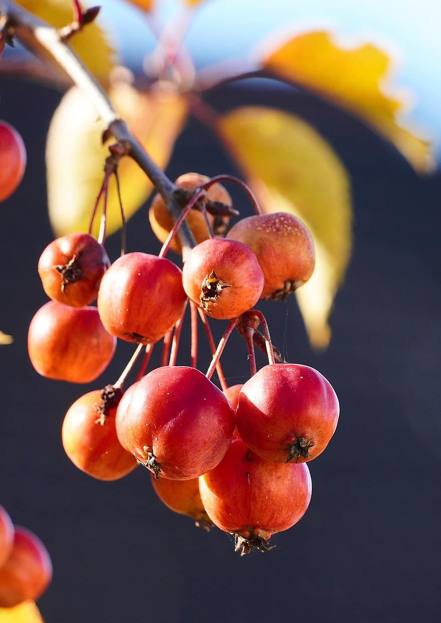 krabí jablko, ovoce, větev, červené ovoce, strom, rostlina, organický, Příroda, podzim