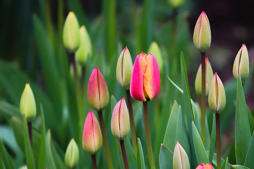 tulipaner, blomster, blomsterknopper, have, natur, forår