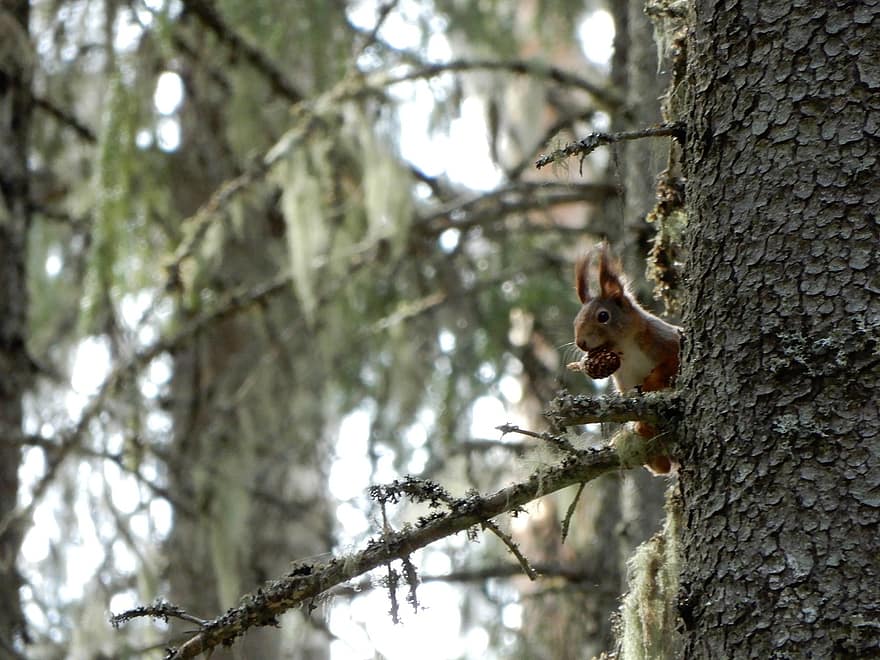 Squirrel, Woods, Nature, Wildlife, Trees, Animals, Rodents, Woodland