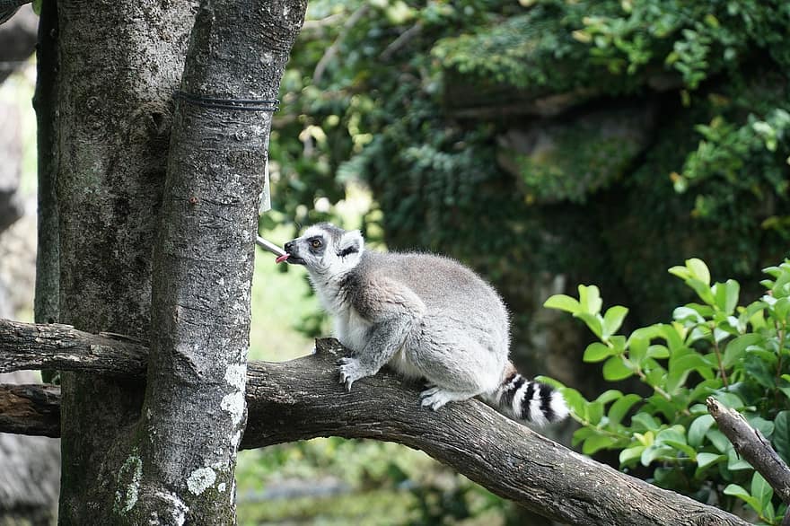 halka kuyruklu lemur, Halka Kuyruklu Lemur İçme, Madagaskar Lemur