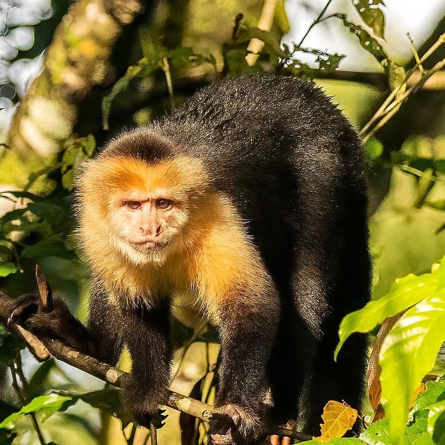 Panamansk hvid-faced Capuchin, abe, dyr, primat, dyreliv, pattedyr, træ, afdeling, natur, regnskov, jungle