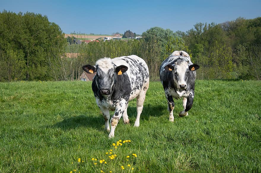Cows, Farm Animals, Pasture, Bovine, Livestock, Dairy Cows, Grazing, Countryside, Landscape, Animal Background, grass