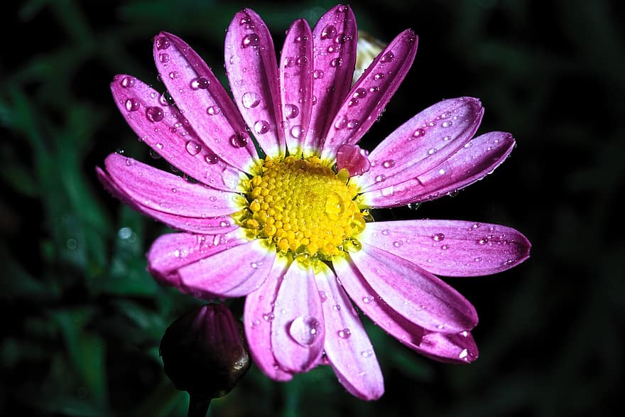 Flower, Pink Flower, Dewdrops, Garden, Nature, close-up, plant, summer, petal, daisy, macro