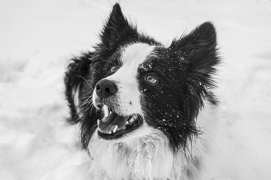 border kolie, Pes, sníh, domácí zvíře, zvíře, domácí pes, psí, savec, roztomilý, rozkošný, portrét