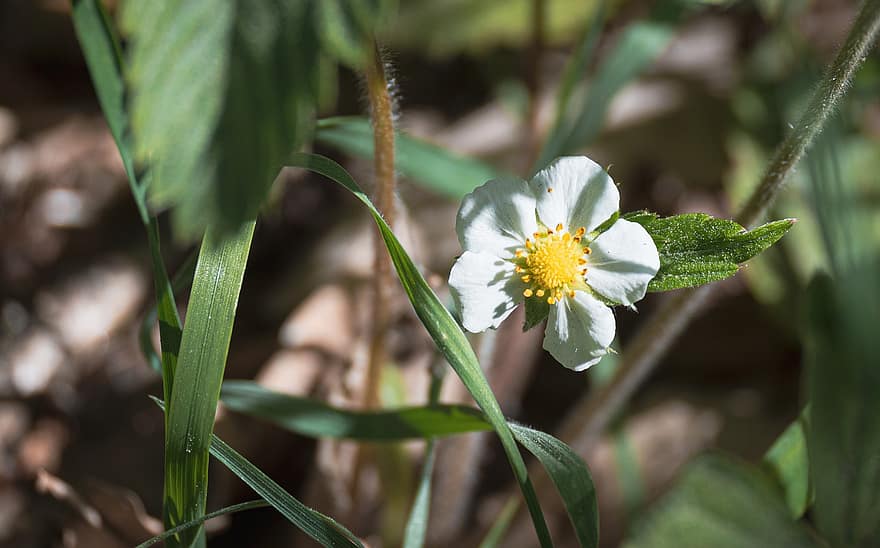 Wild Strawberry, Flower, Plant, White Flowers, Petals, Branch, Bloom, Spring, Flora, Nature, close-up