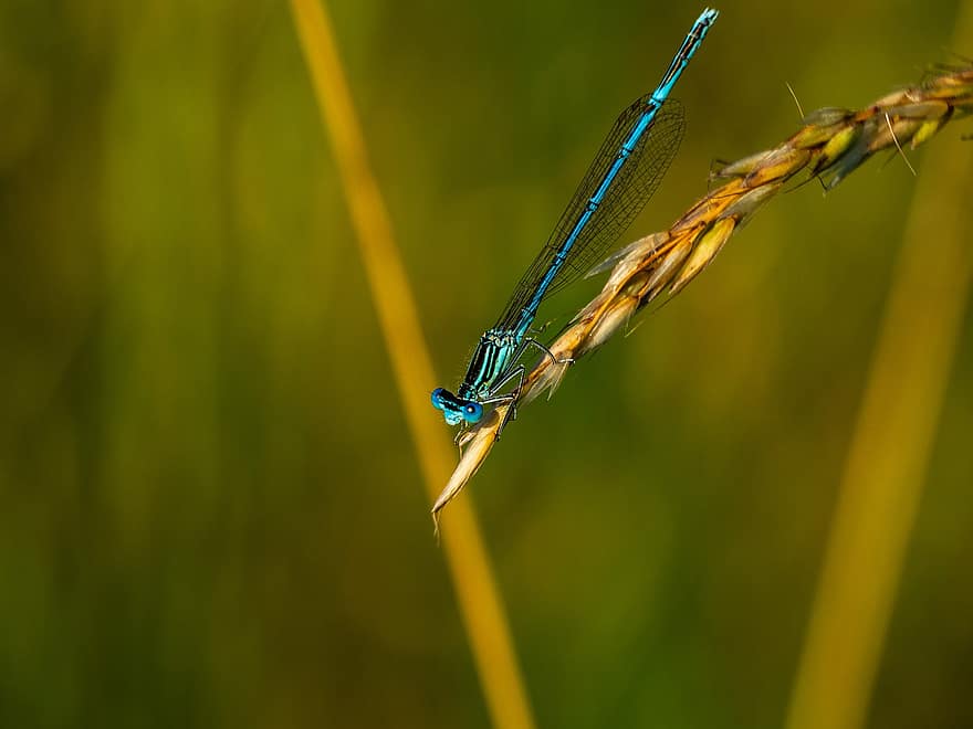 libélula, insecto, de cerca, azul, alas, aguja, Delgado, animal, fauna, naturaleza