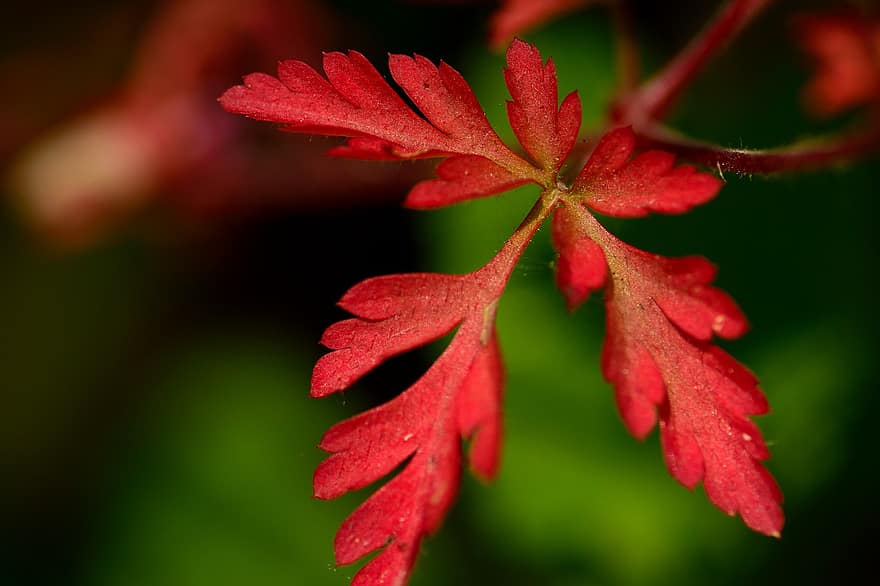 list, větev, podzim, červený list, strom, rostlina, Příroda