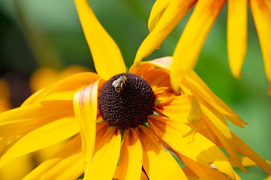 Natur, Blume, Sonnenblume, Insekt, Biene, Tier, draußen, Lebewesen, Pflanze, Gelb, Nahansicht