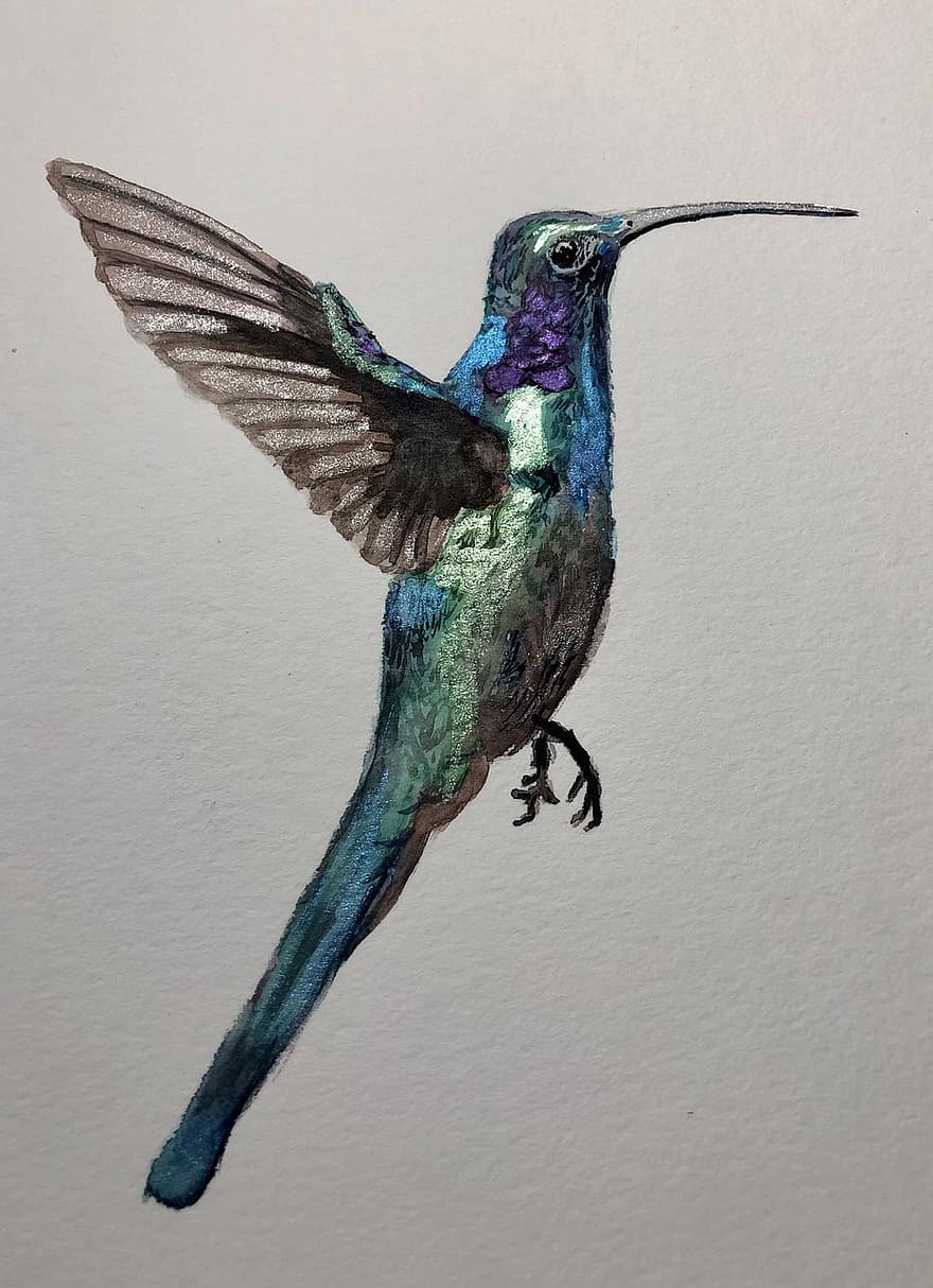 hummingbird, fugl, maleri, dyr, fjærdrakt, nebb, vinge, vannfarge, illustrasjon, fjær, multi farget