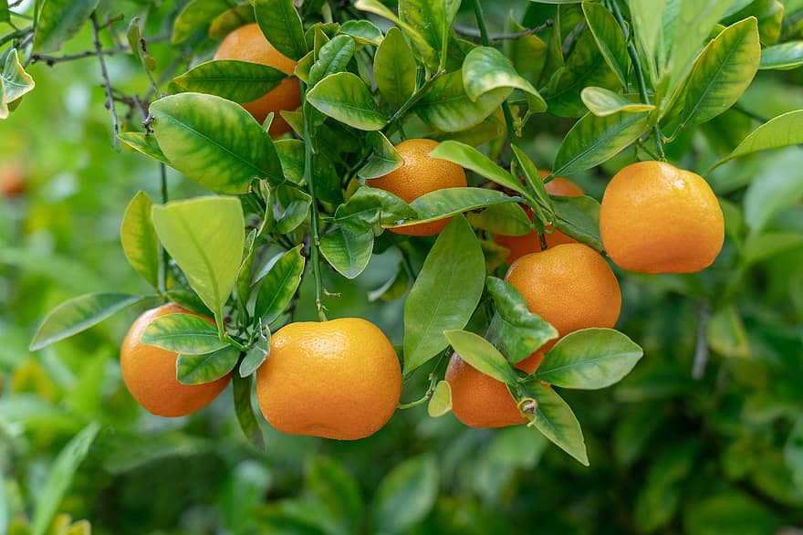 オレンジ、フルーツ、木、柑橘類、フード、健康、栄養、ビタミン、オーガニック、オーチャード、自然