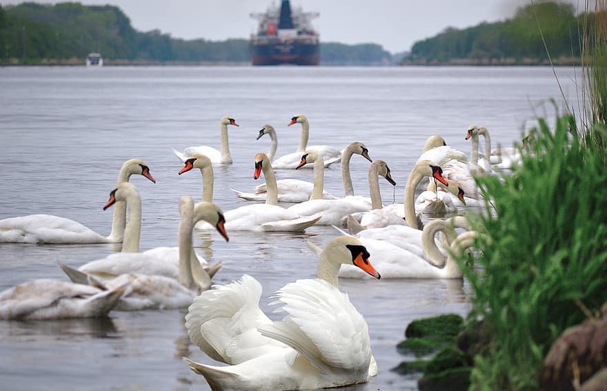 cisnes, animales, cisnes blancos, naturaleza, barco de vela, camino acuático, aves acuáticas, paisaje, agua, Norteamérica, lago