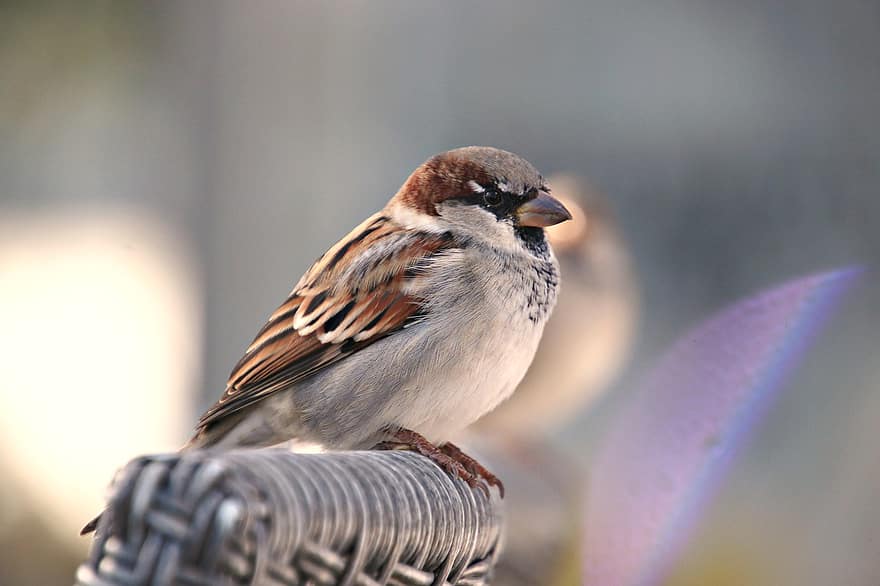 Bird, Sparrow, Plumage, Feathers, Beak, Pen, Ornithology