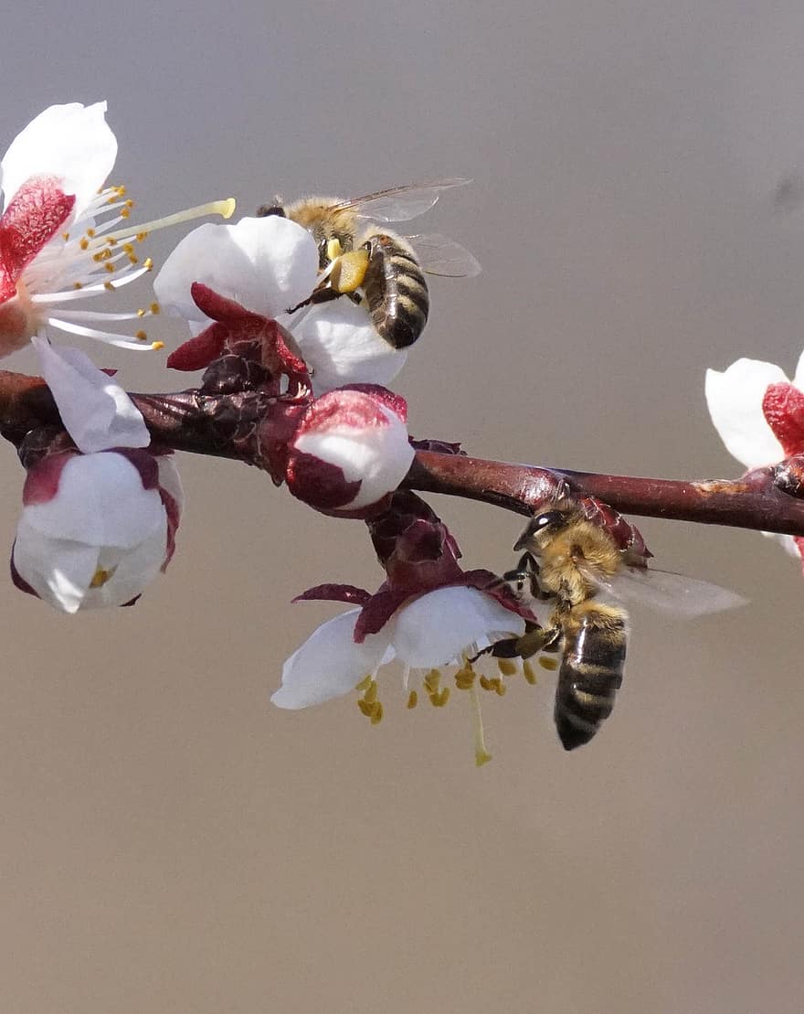pszczoła, Oddział, kwiaty, pyłek, zapylanie, wiosna, owad, kwiat, zbliżenie, pszczoła miodna, kochanie