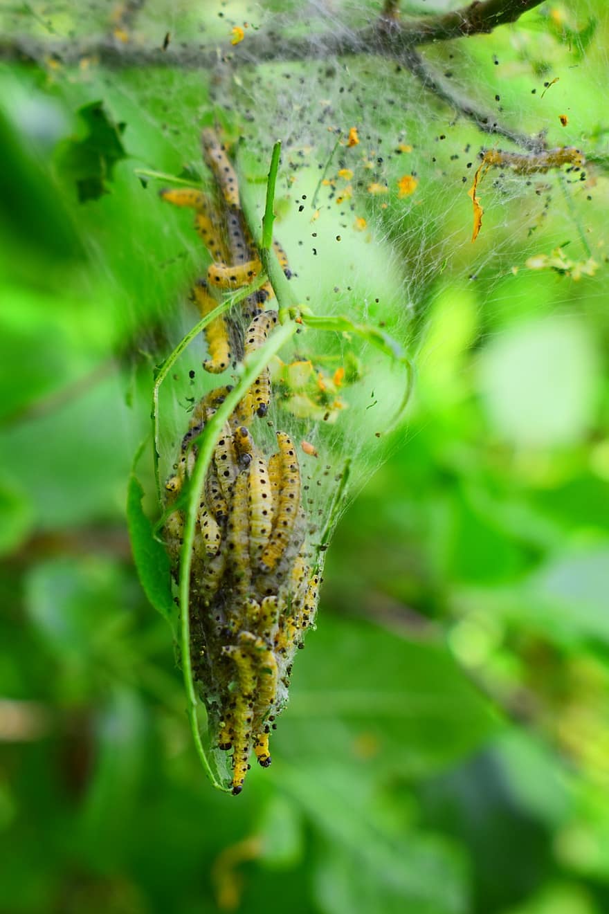 larver, kokong, Hyponomeut, fjäril, insekt, natur, närbild, grön färg, larv, makro, blad