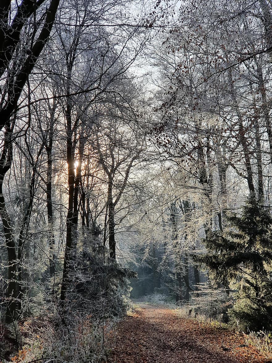 Leaves, Forest, Path, Frost, Deciduous Trees, Recreation, Nature, Winter