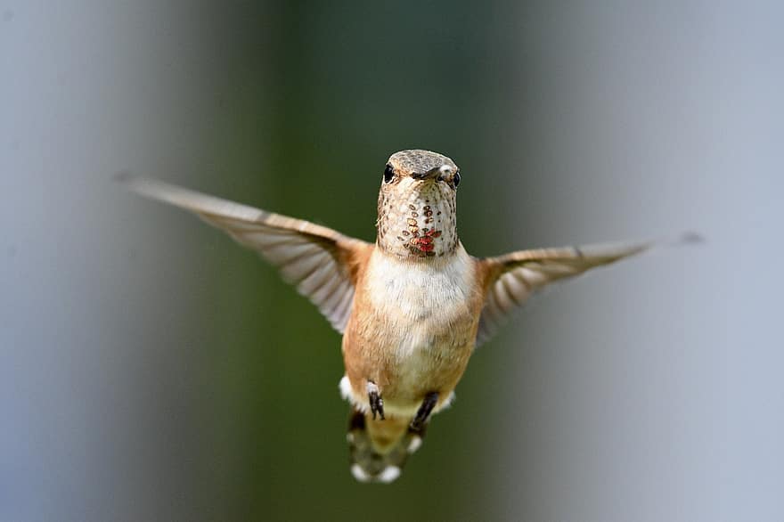 Kvindelig Rufous Hummingbird, flyvningen, kolibri, næb, vinger, flyvende fugl, ave, aviær, ornitologi, Fuglekiggeri, dyr