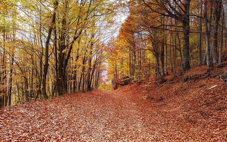 Bos, herfst, res, tapijt, vallen, Kastoria