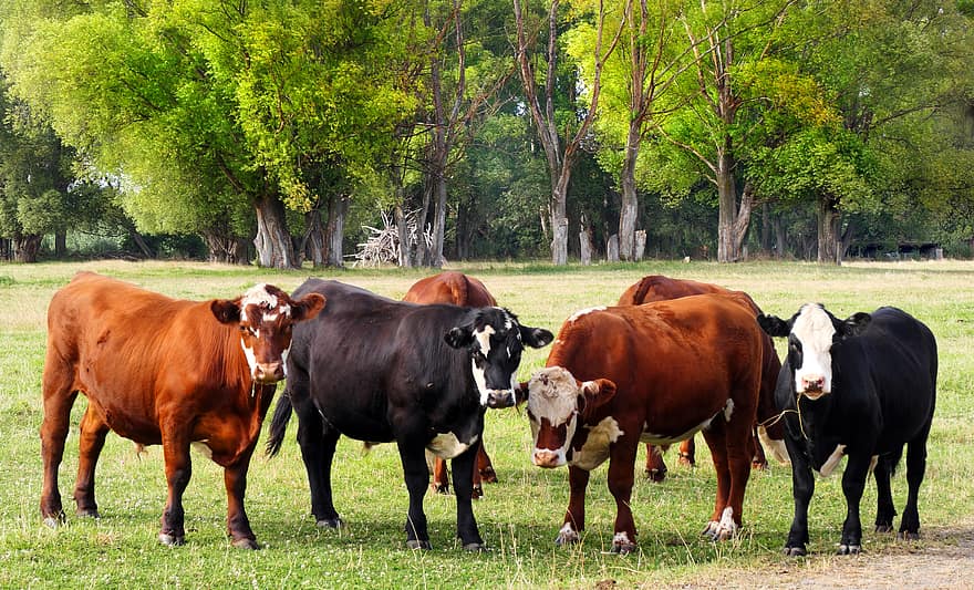 vaci, camp, luncă, bovine, teren agricol, fermă, țară, iarbă, șeptel, păşune, animal
