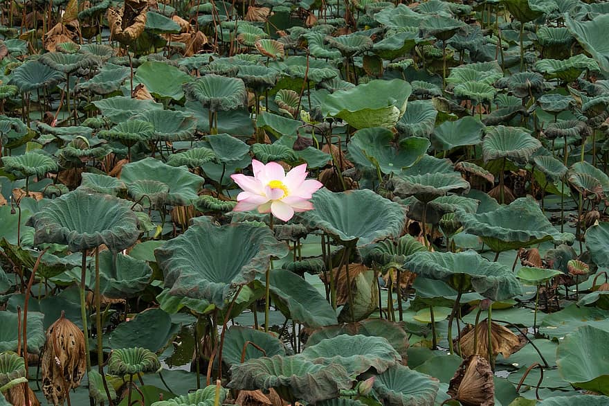 White Lotus, English Lotus, Pink, Green, Buddhism, Summer, Flower