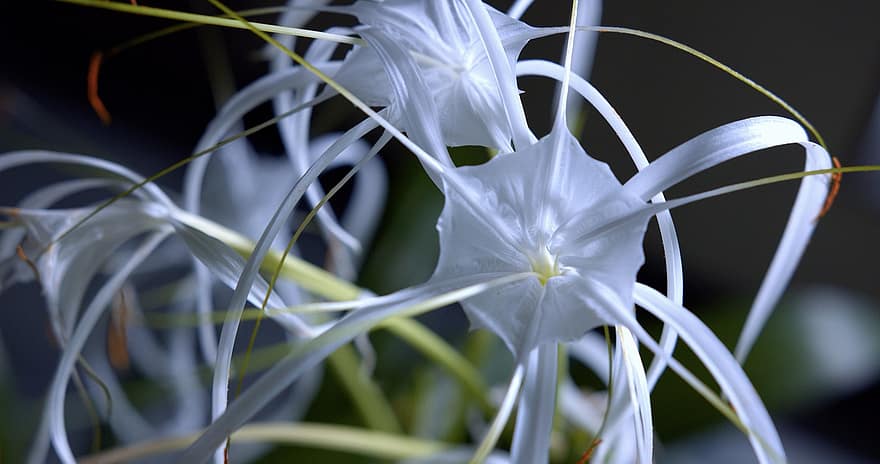 Spider Lily, Flowers, Plant, Hymenocallis, White Flowers, Petals, Bloom, Nature, Macro