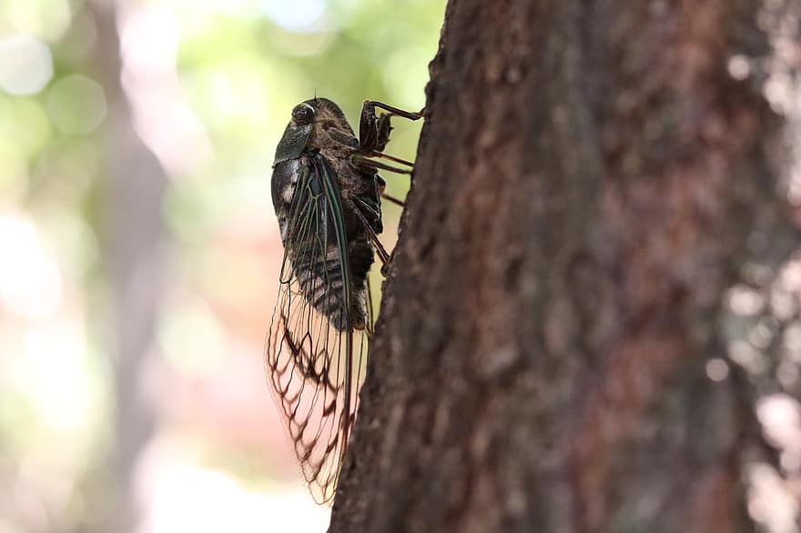 cicada, insekt, stamme, vinger, bug, entomologi, tre