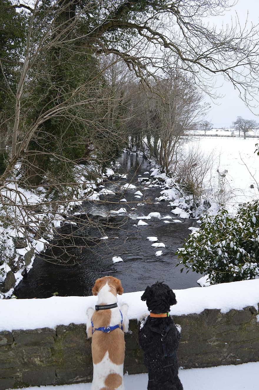 šunys, draugai, augintiniai, tvora, upė, vaizdas, žiemą