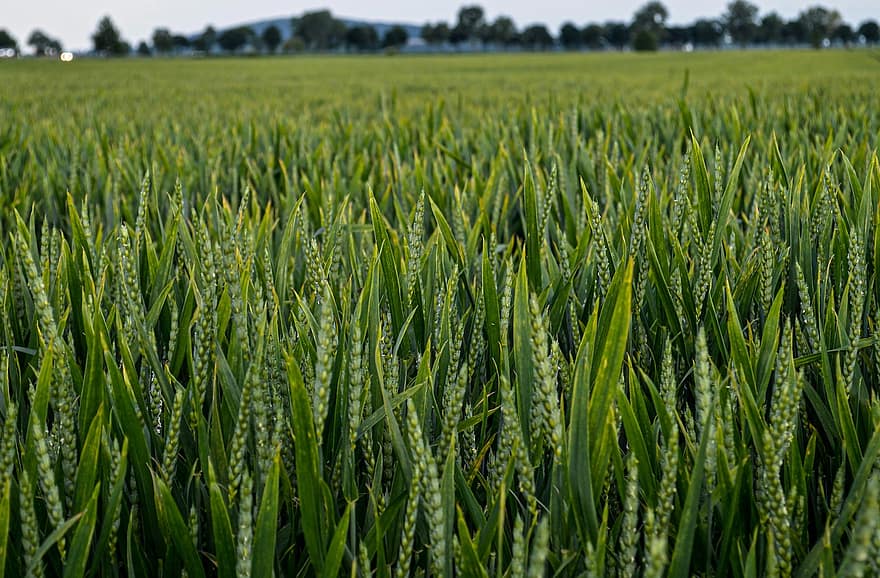 Field, Cereals, Ear, Barley, agriculture, plant, growth, summer, farm, rural scene, green color