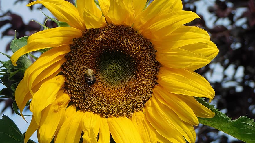 bi, humla, solros, pollinering, natur, trädgård, sommar