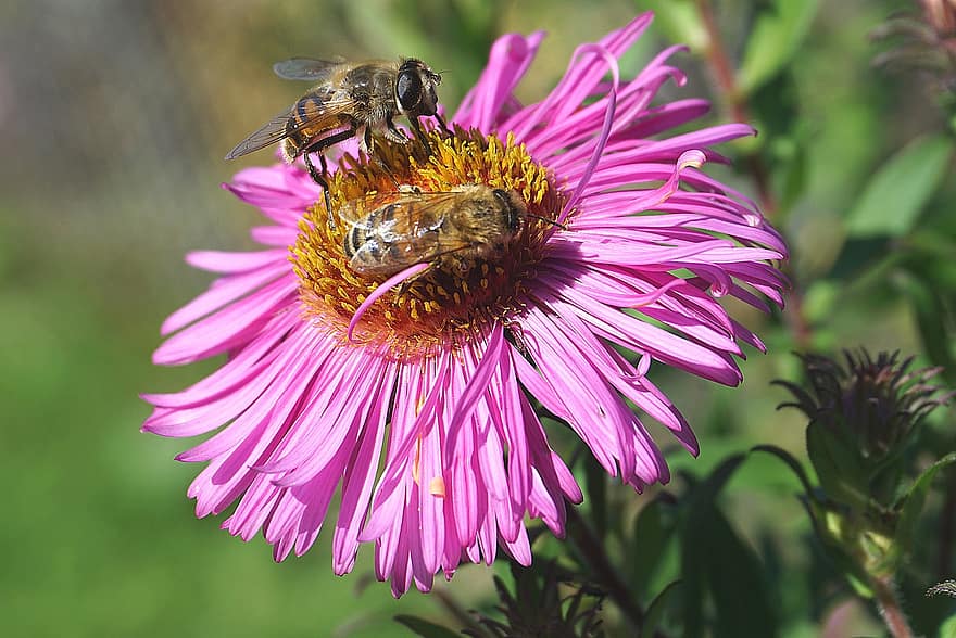 floare, albină, polenizare, a inflori, insectă, de entomologie, macro, Aster, floare roz, aripi, nectar
