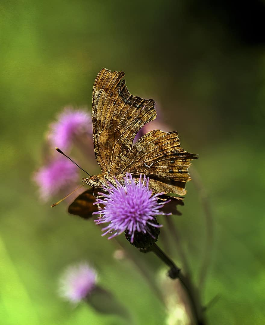 borboleta, inseto, asas, antenas, colorida, flores, Prado, animal