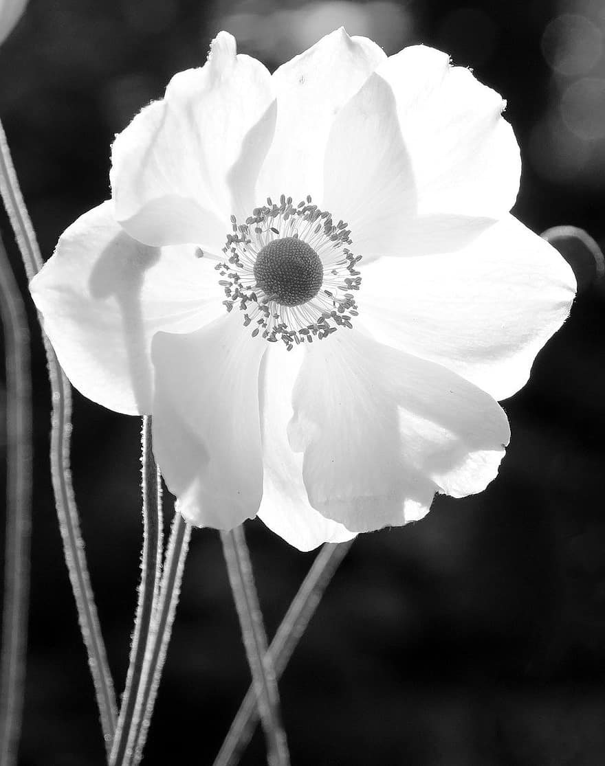 blomst, anemone