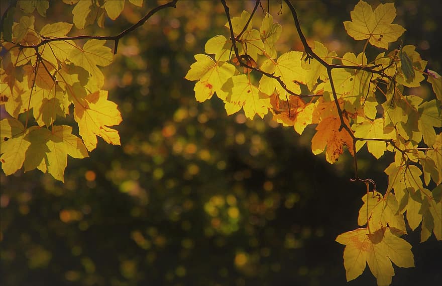 lehvistö, klooni, syksyn kulta, syksyn värit, oksia, oranssi puita, lehdet, luonto, lähikuva, oranssi lehdet, syksyllä
