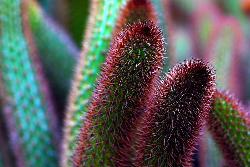 cactus, fabriek, sappig, bloem, flora, plantkunde, botanisch, stekelig, cactussen, detailopname, groene kleur
