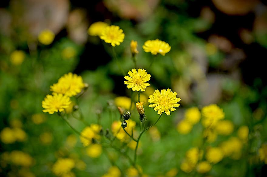 Wiesen-pippau, crepis biennis, floare, flori galbene, flori mici, petale, galben petale, inflori, a inflori, floră