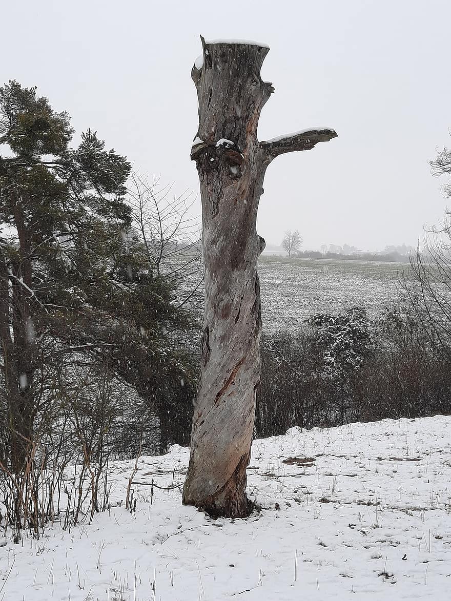 drzewo, bagażnik samochodowy, śnieg, las, martwe drzewo, zimowy, baumstamm
