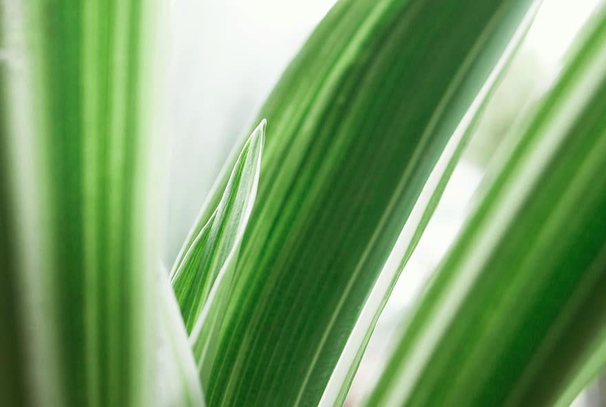 Grass, Leaves, Foliage, Nature, Plant, Garden, Close Up, leaf, close-up, green color, macro