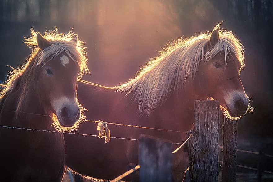 Horses, Equine, Animals, Paddock, Manes, Fence, Farm, Ranch, Sunlight, horse, stallion