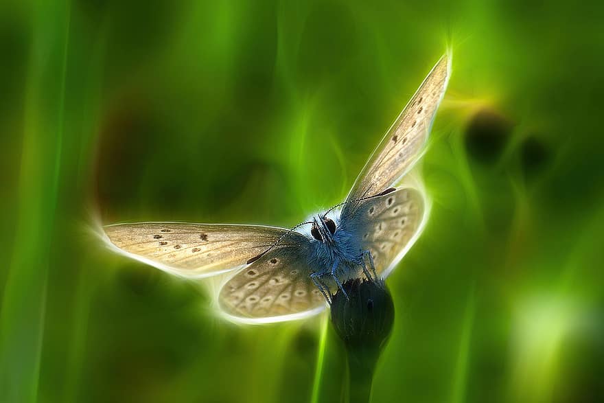 तितली, कीट, कायापलट, वसंत, प्रकृति, क्लोज़ अप, मैक्रो, हरा रंग, गर्मी, बहु रंग का, पशु का पंख