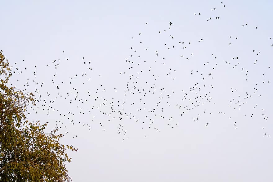 Birds, Flock, Flying, Sky, Animals, Migration, Nature, Tree, Leaves, Daylight