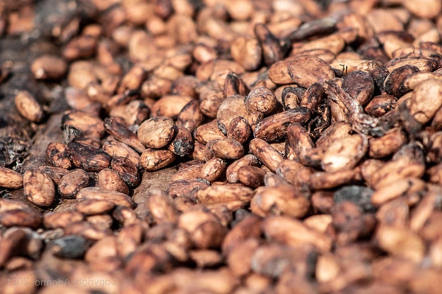 kakao, choklad, exportera, marknadsföra, ghana, närbild, mat, bakgrunder, friskhet, makro, lantbruk
