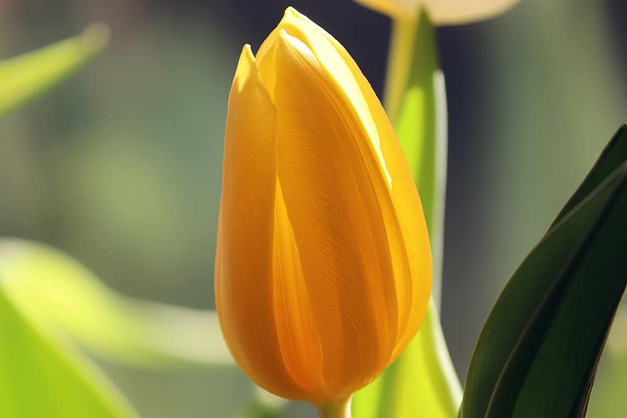 Tulpe, Blume, Knospe, gelbe Tulpe, gelbe Blume, geschlossen, Schnittblume, Pflanze, Frühlingsblume, Frühblüher, Natur