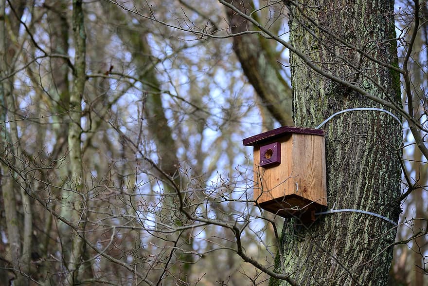 къща за птици, кутия за вмъкване, дърво, природен резерват