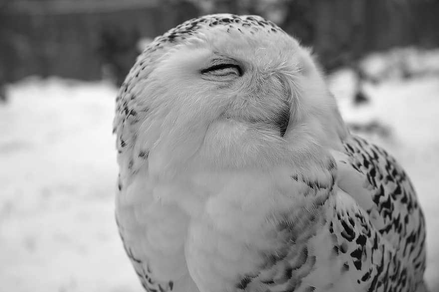Snowy Owl, Owl, Black-and-white, Bird, Animal, Species, Sleep
