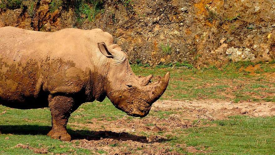 rinoceronte, animale, corno, esotico, Africa